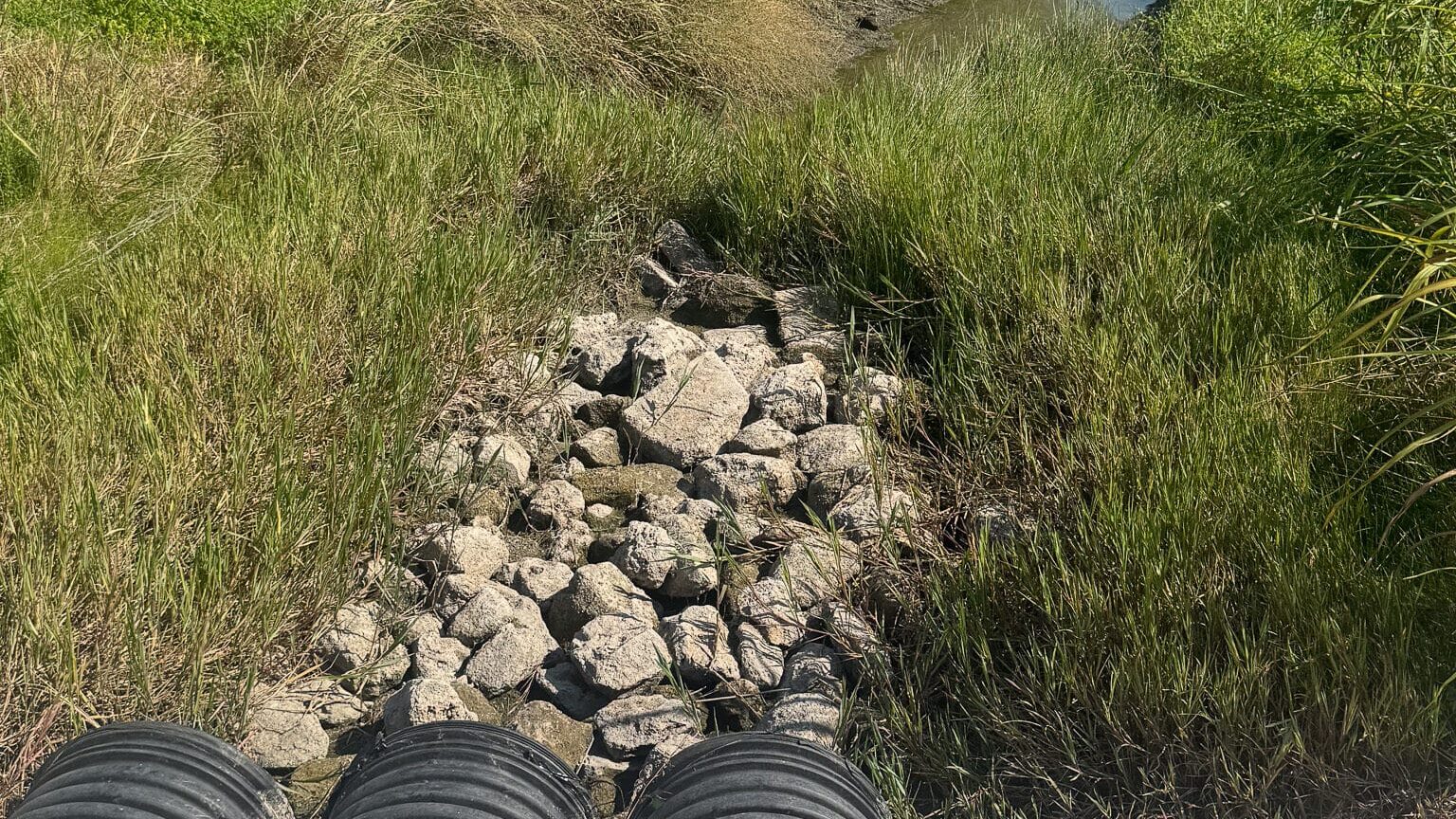 unmanaged riparian zone with overgrowth and sediment issues before mitigation efforts in Austin TX.