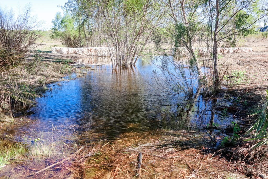 Riparian mitigation results featuring native vegetation, habitat connectivity, and water quality benefits in Austin, TX.