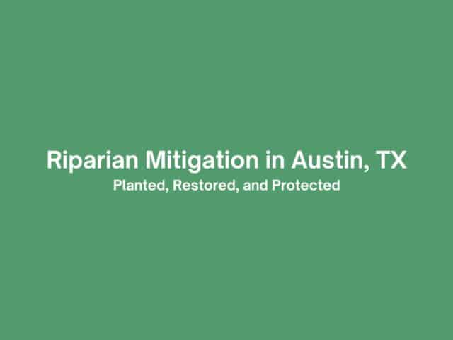 Riparian Mitigation: Planted, Restored, and Protected